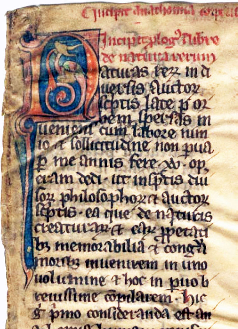 Thomas Cantimpratensis: Liber de natura rerum, Einzelblatt.