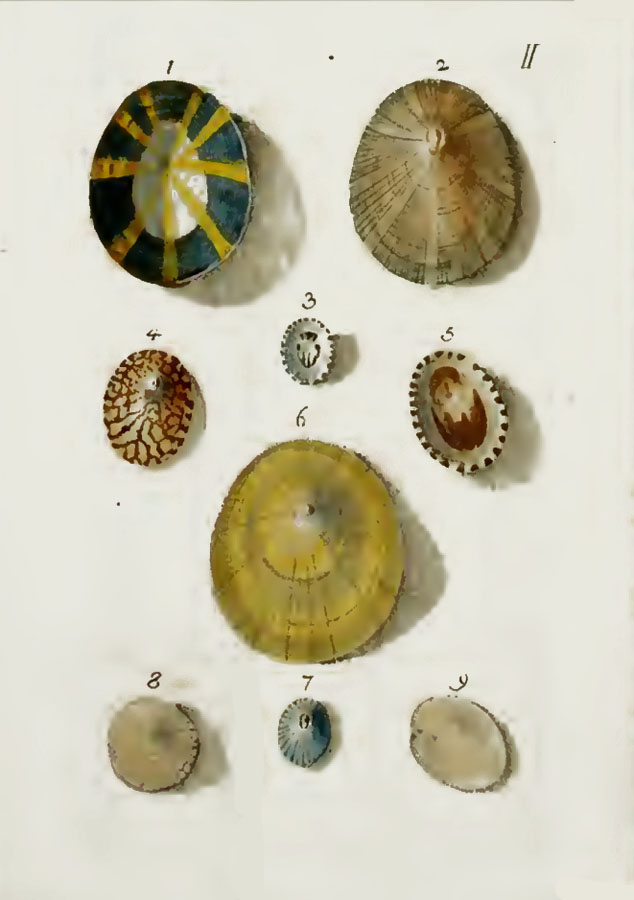 Christoph Ludwig Kämmerer: Die Conchylien