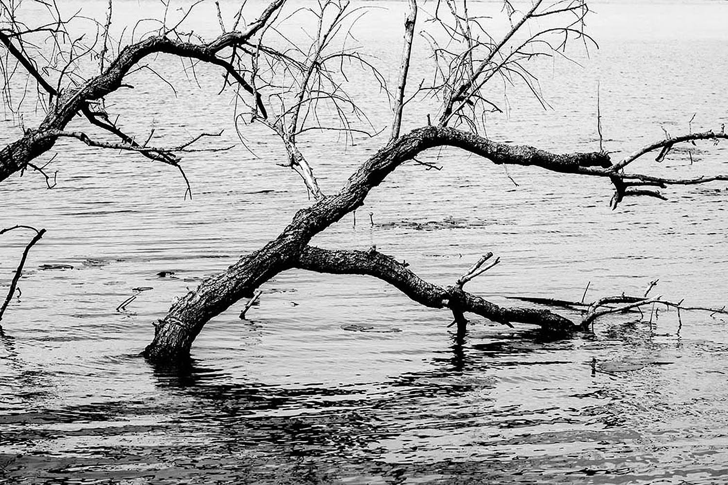 Berlin, Havel - Aus dem Wasser ragende Äste | © Rainer Friedrich Meyer