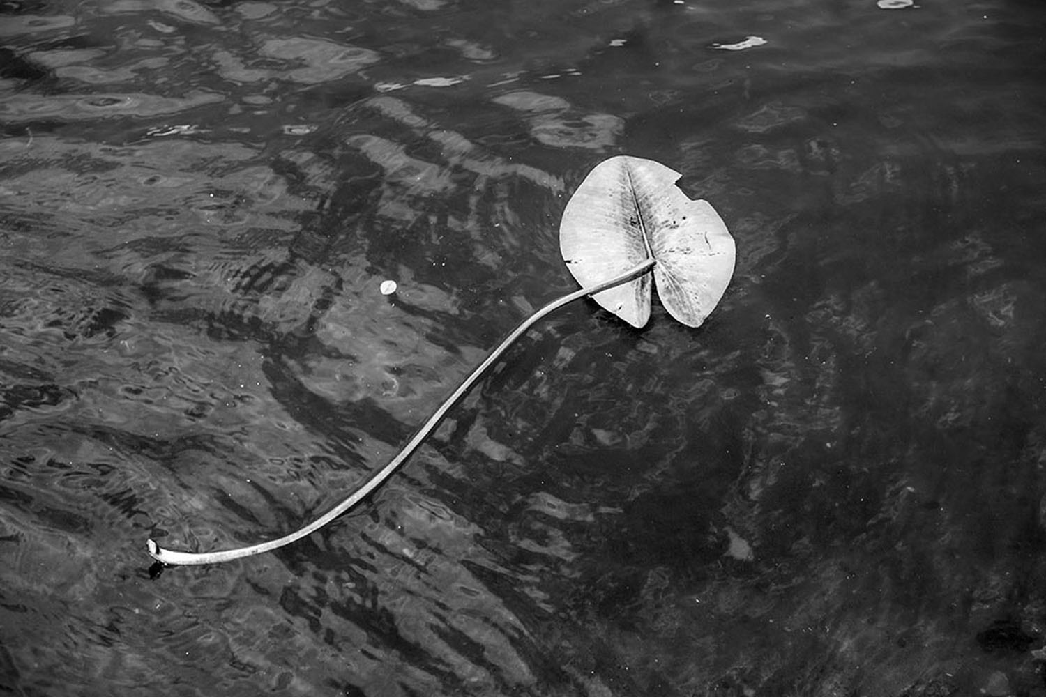 Berlin, Havel - Seerosenblatt | © Rainer Friedrich Meyer