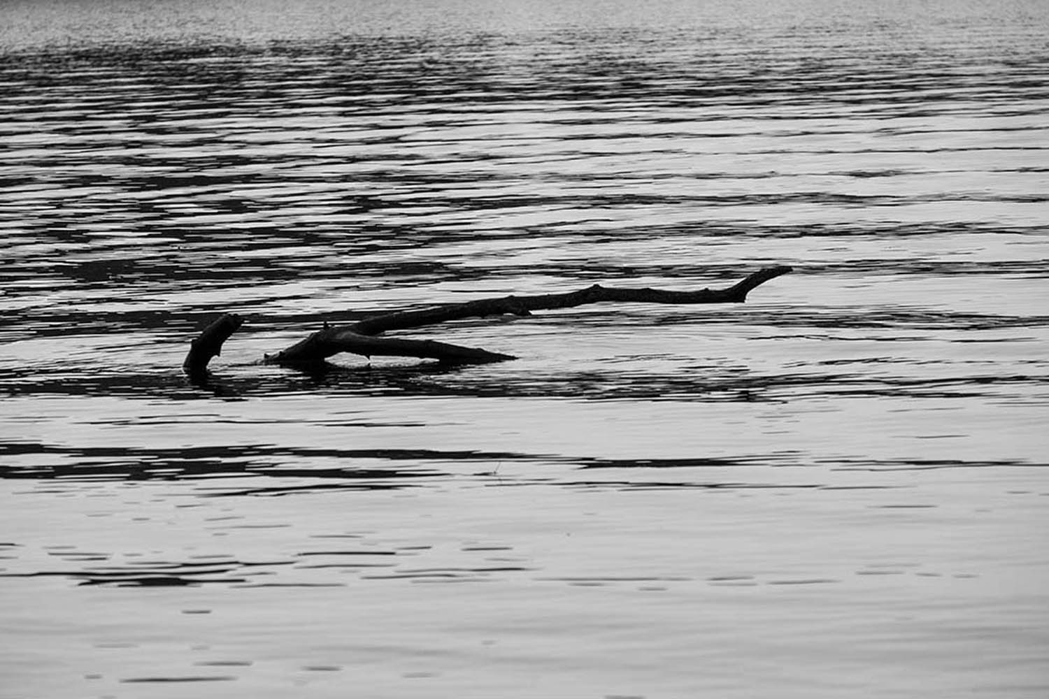 Berlin, Havel - Wellen und Ast | © Rainer Friedrich Meyer