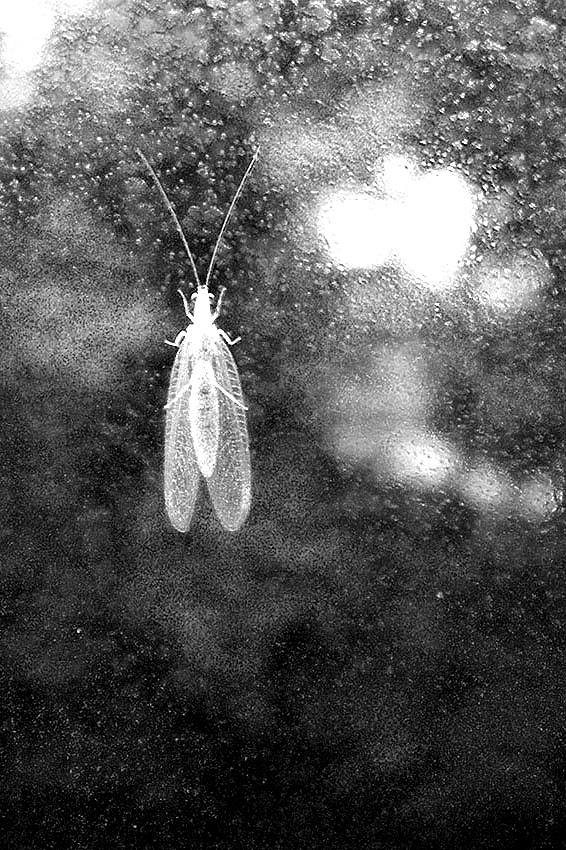 Ein Geist | © Rainer Friedrich Meyer