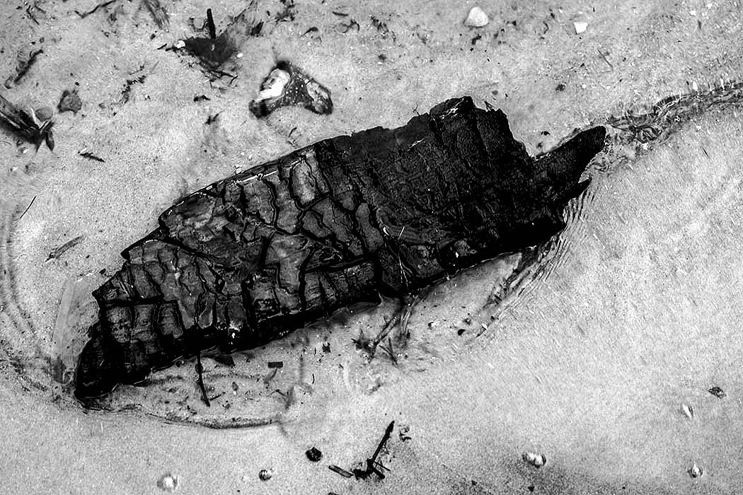Verkohltes Holz im Wasser | © Rainer Friedrich Meyer