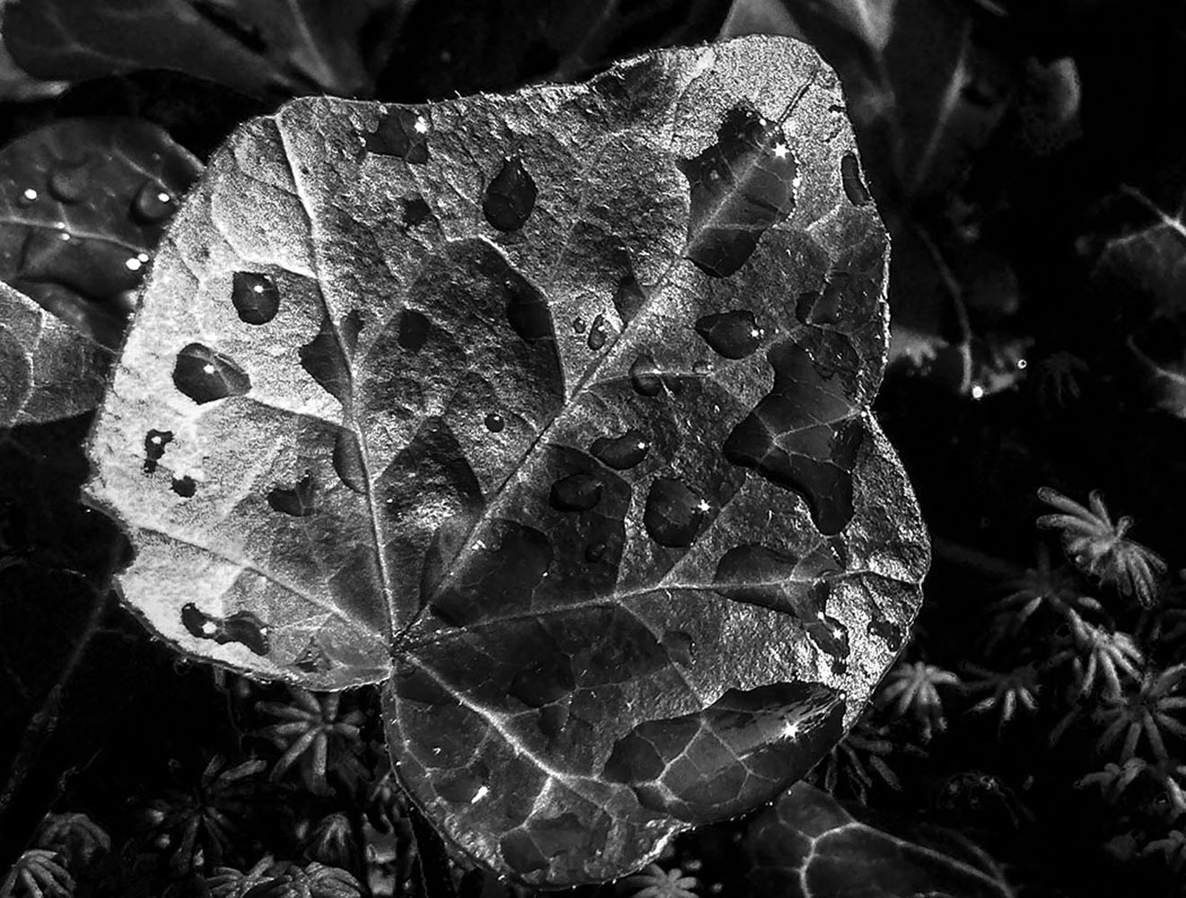 Tropfen auf Blatt | © Rainer Friedrich Meyer