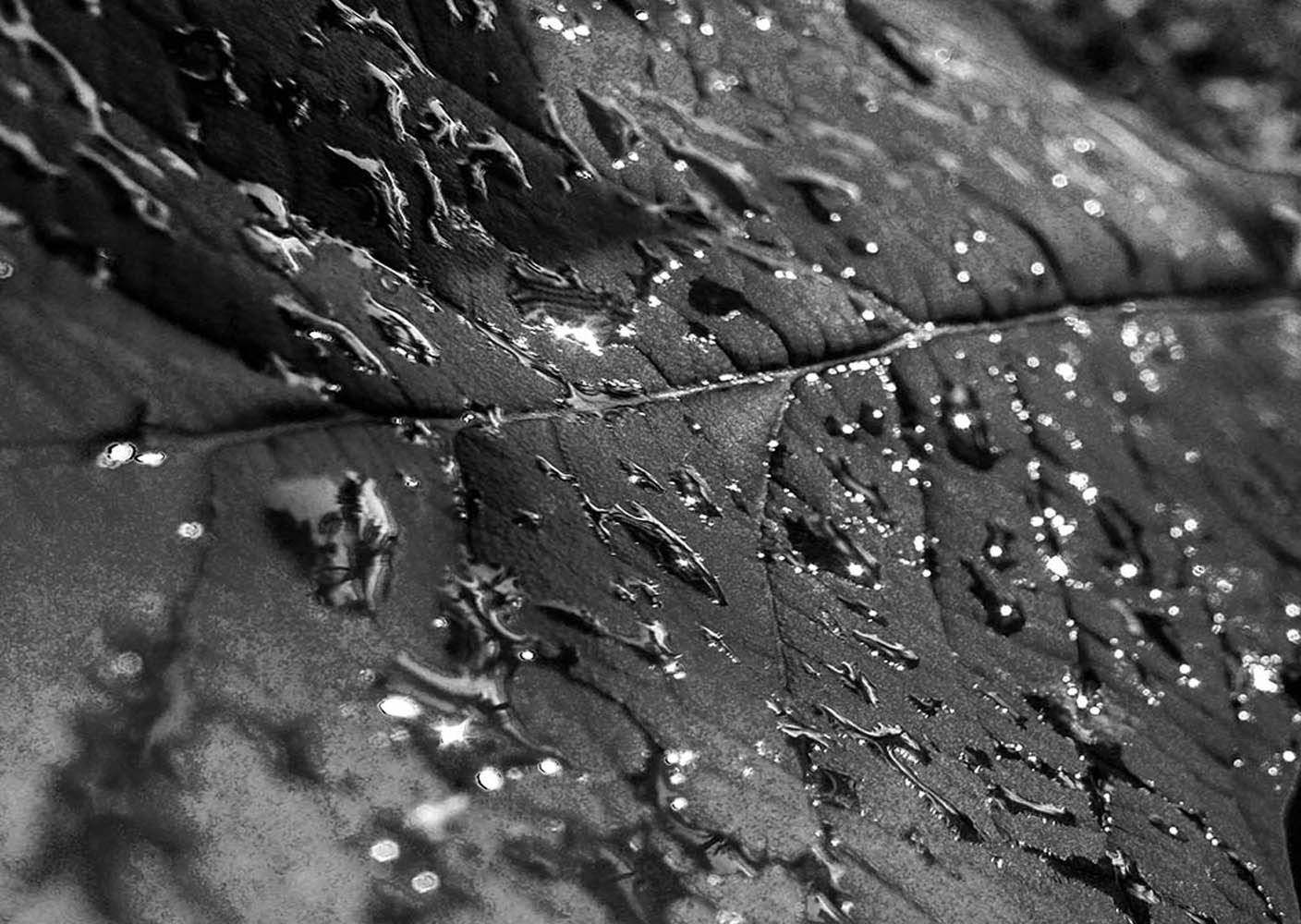 Tropfen auf Blatt | © Rainer Friedrich Meyer