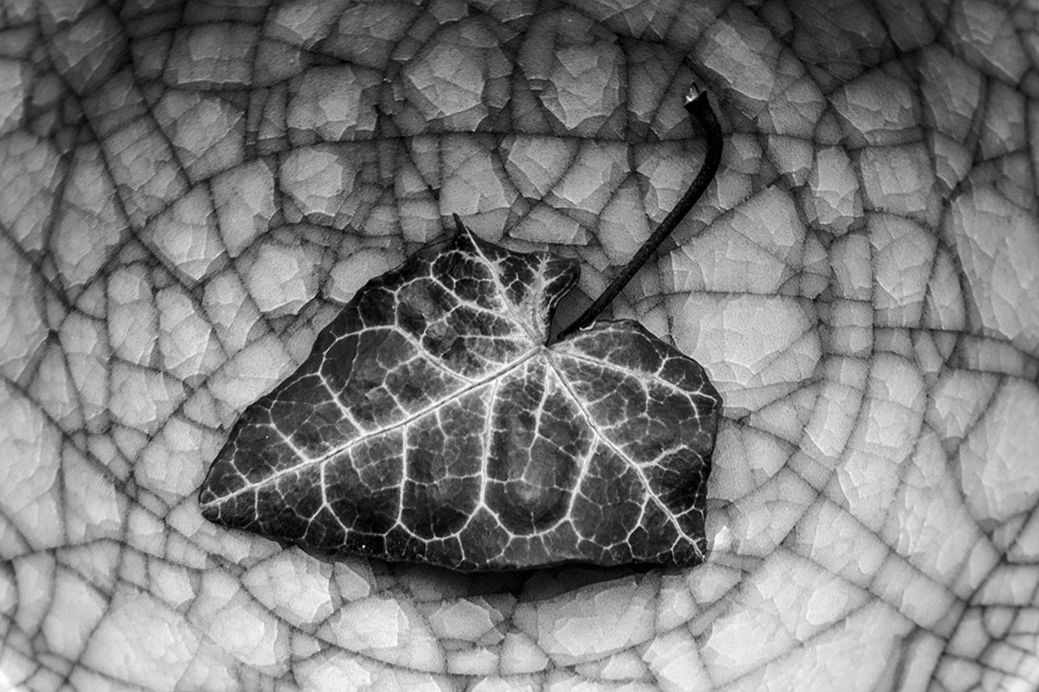 Chawan und Efeublatt | © Rainer Friedrich Meyer