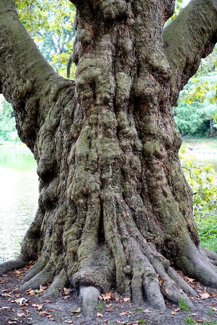 Baum am See | © Rainer Friedrich Meyer