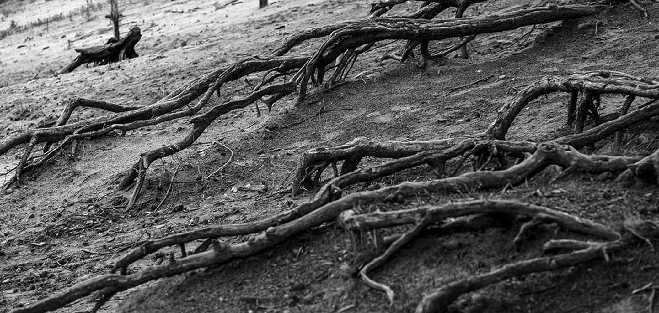 Kriechende Wurzeln | © Rainer Friedrich Meyer