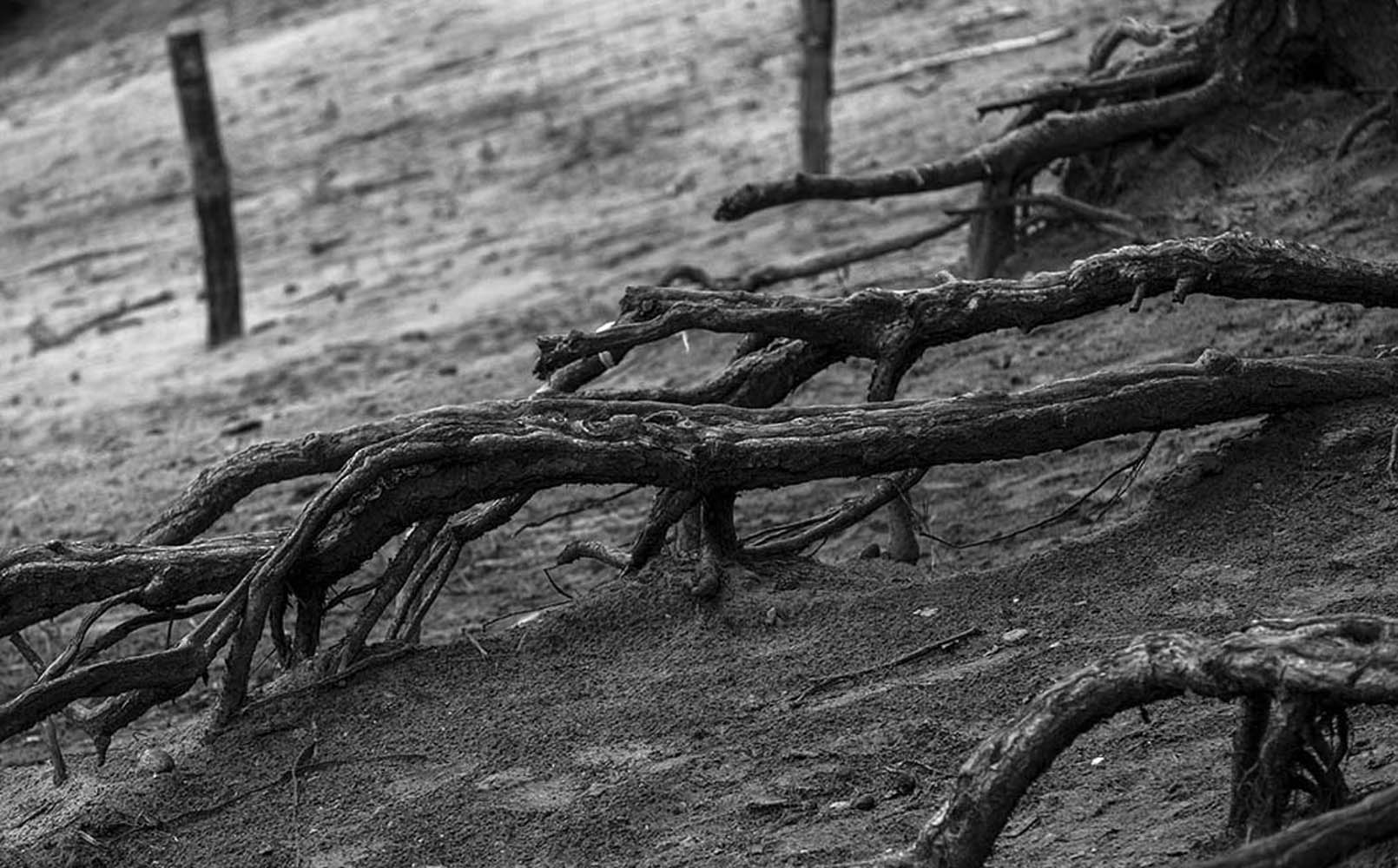 Kriechende Wurzeln | © Rainer Friedrich Meyer