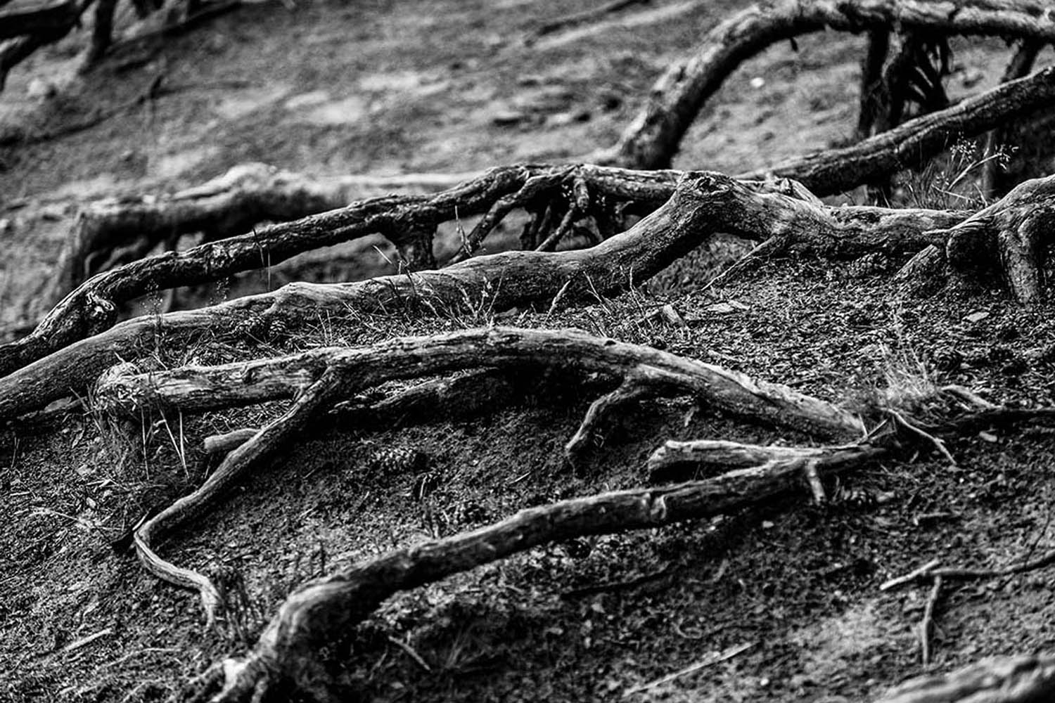 Kriechende Wurzeln | © Rainer Friedrich Meyer