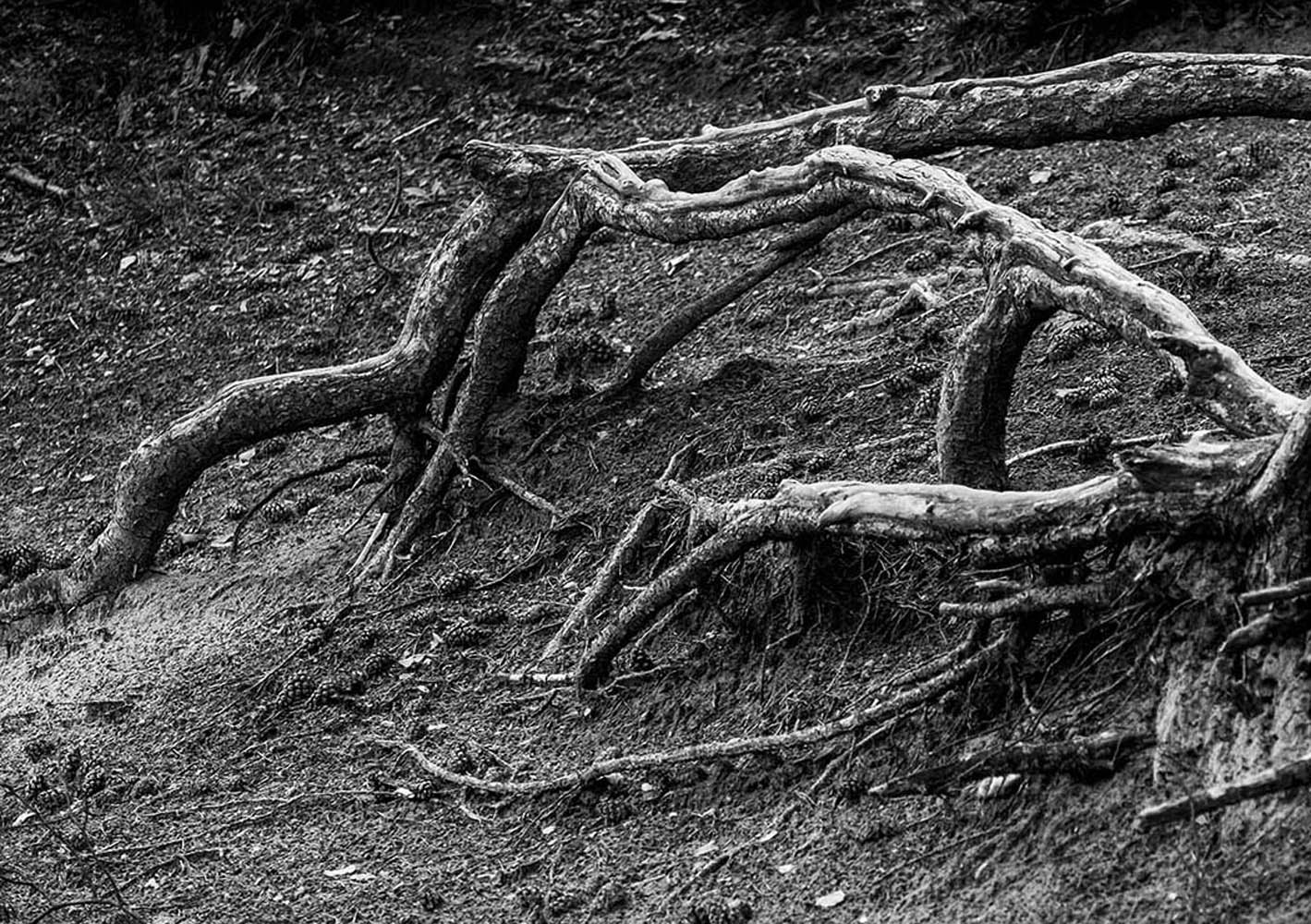 Kriechende Wurzeln | © Rainer Friedrich Meyer