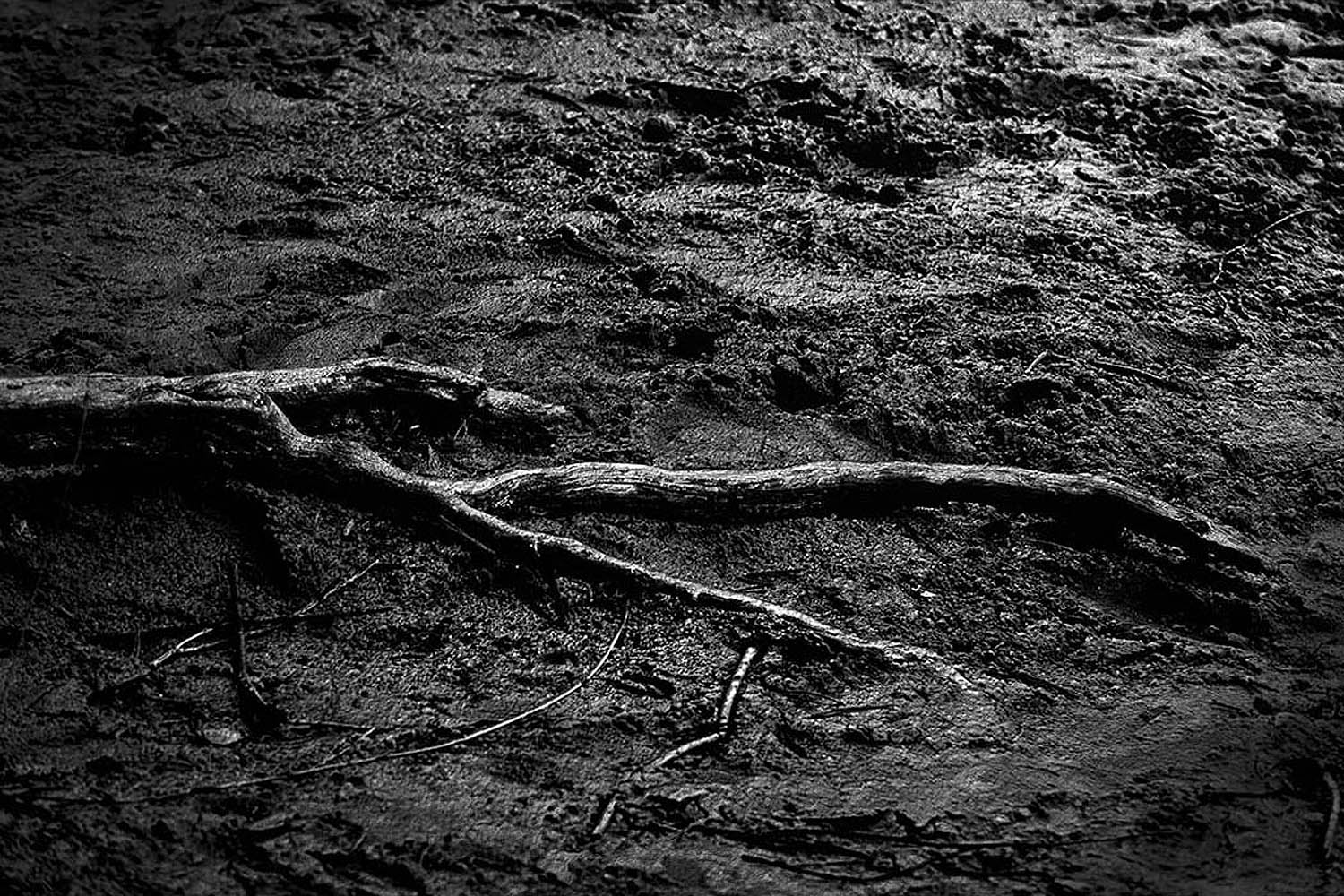 Wurzelschlange | © Rainer Friedrich Meyer