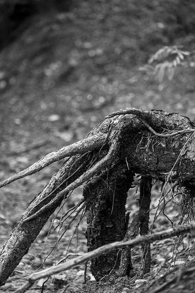 Wurzelwerk | © Rainer Friedrich Meyer