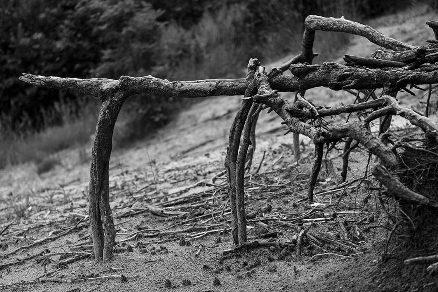 Wurzelwerk | © Rainer Friedrich Meyer