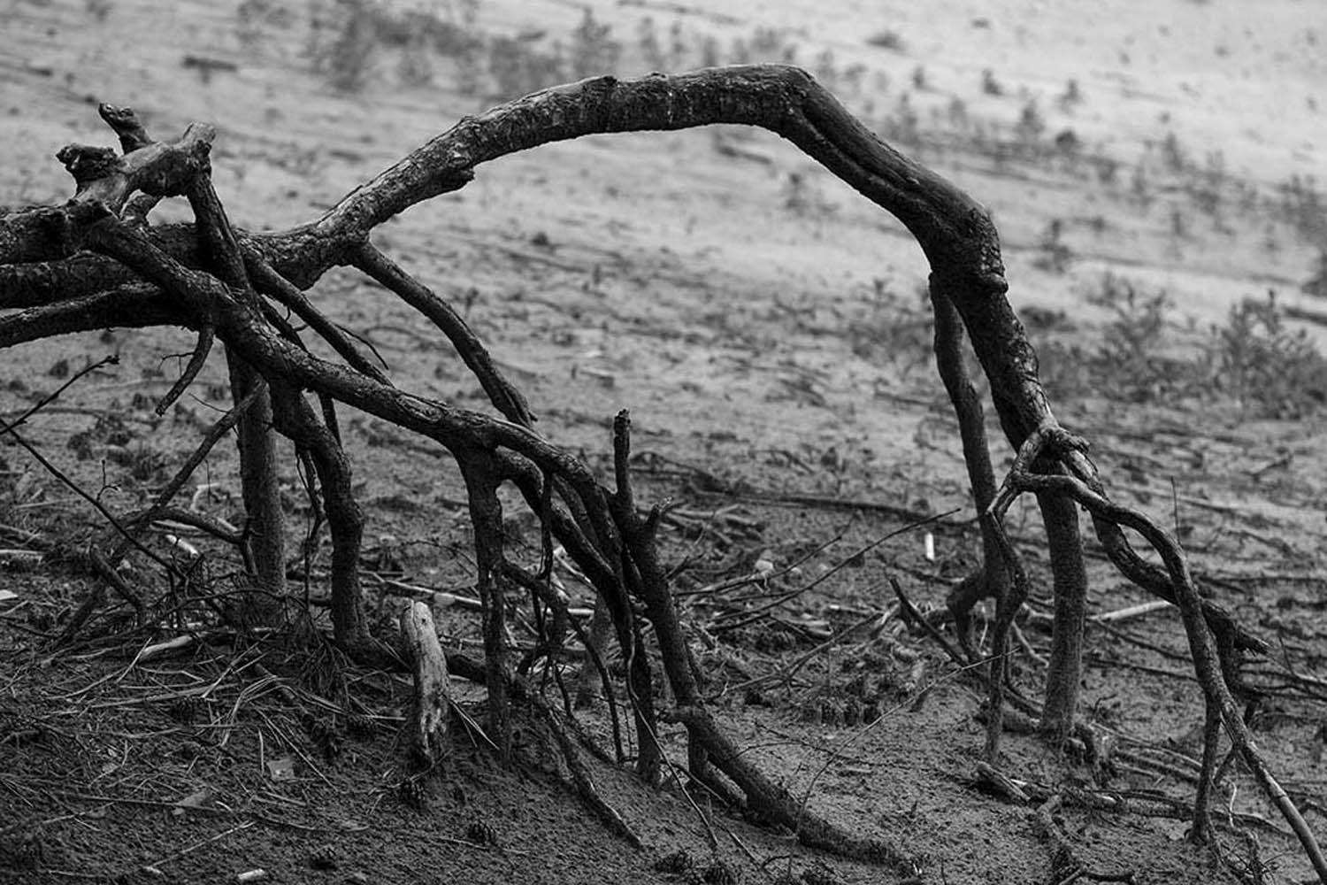 Wurzelwerk | © Rainer Friedrich Meyer