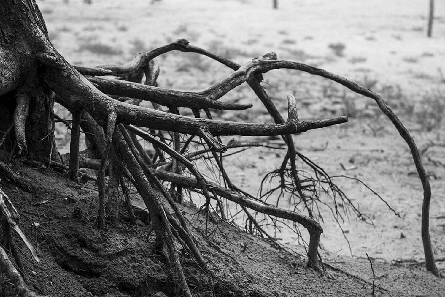 Wurzelwerk | © Rainer Friedrich Meyer