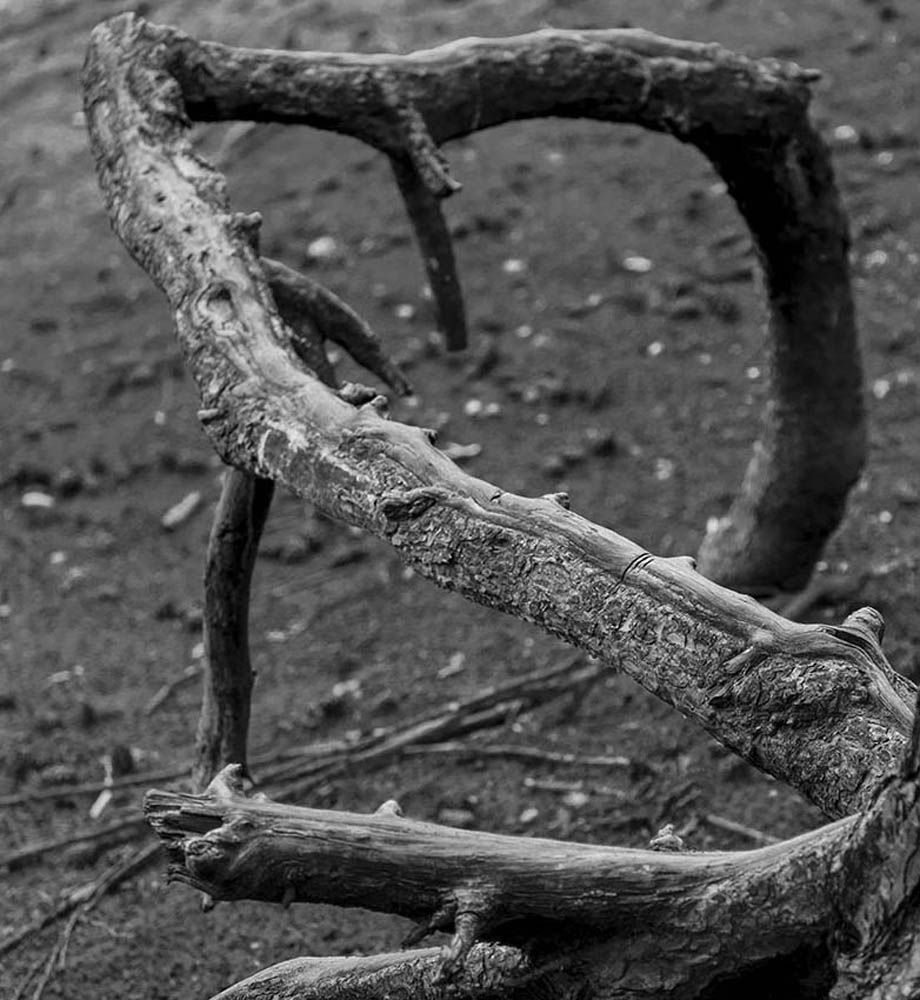 Wurzelwerk | © Rainer Friedrich Meyer