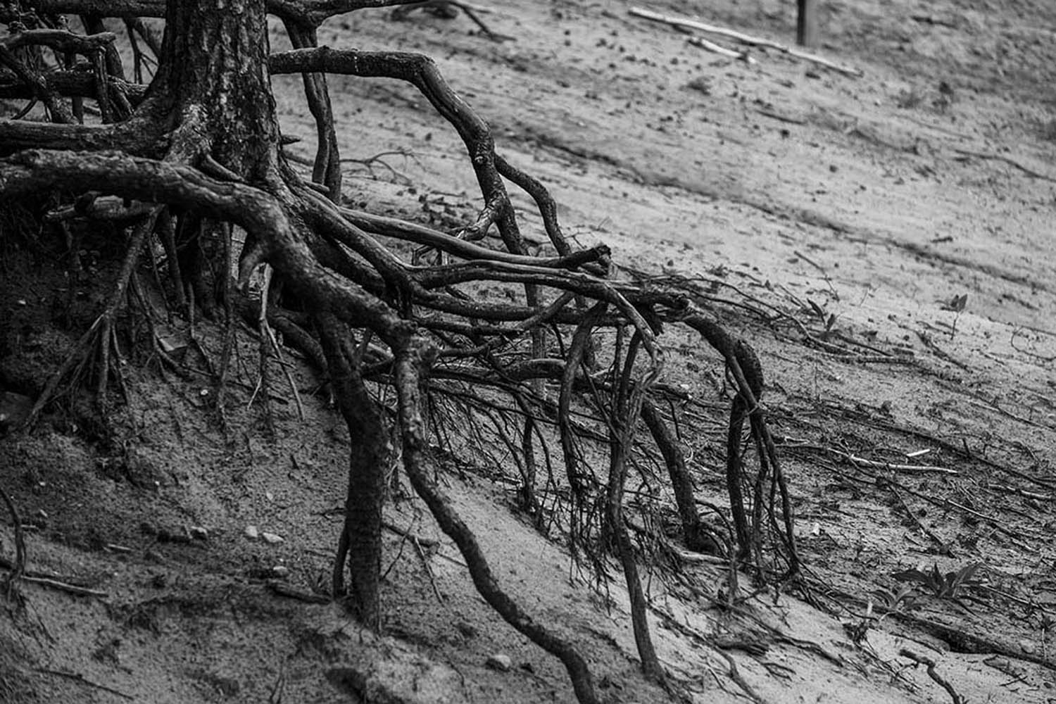 Wurzelwerk | © Rainer Friedrich Meyer
