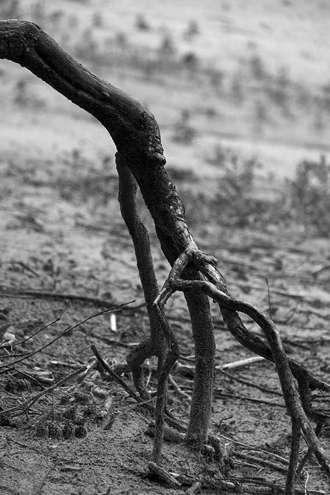 Wurzelwerk | © Rainer Friedrich Meyer