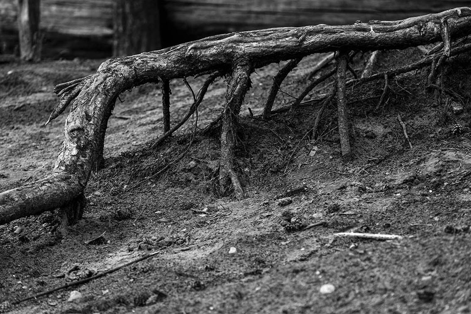 Wurzelwerk | © Rainer Friedrich Meyer