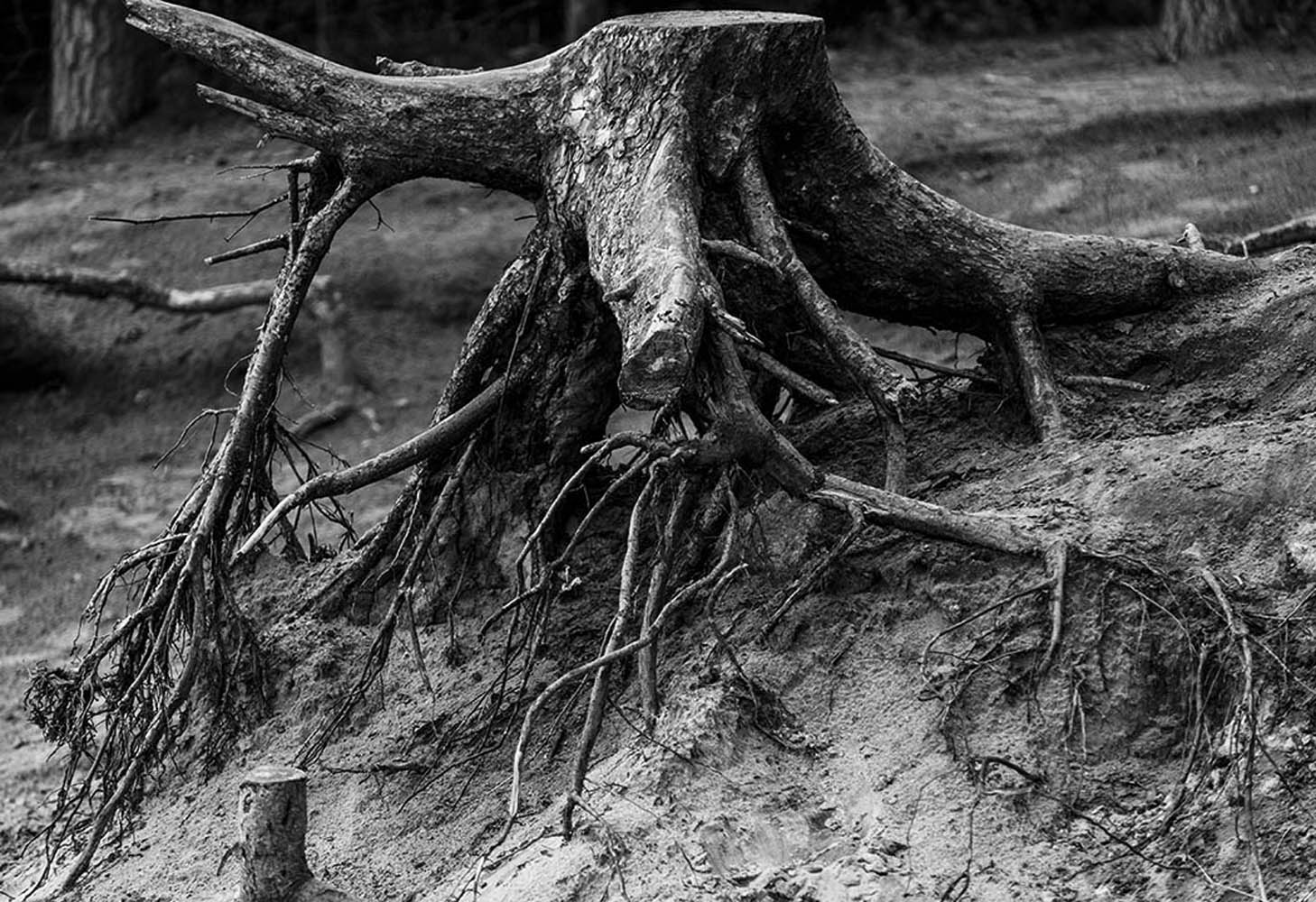 Wurzelwerk | © Rainer Friedrich Meyer