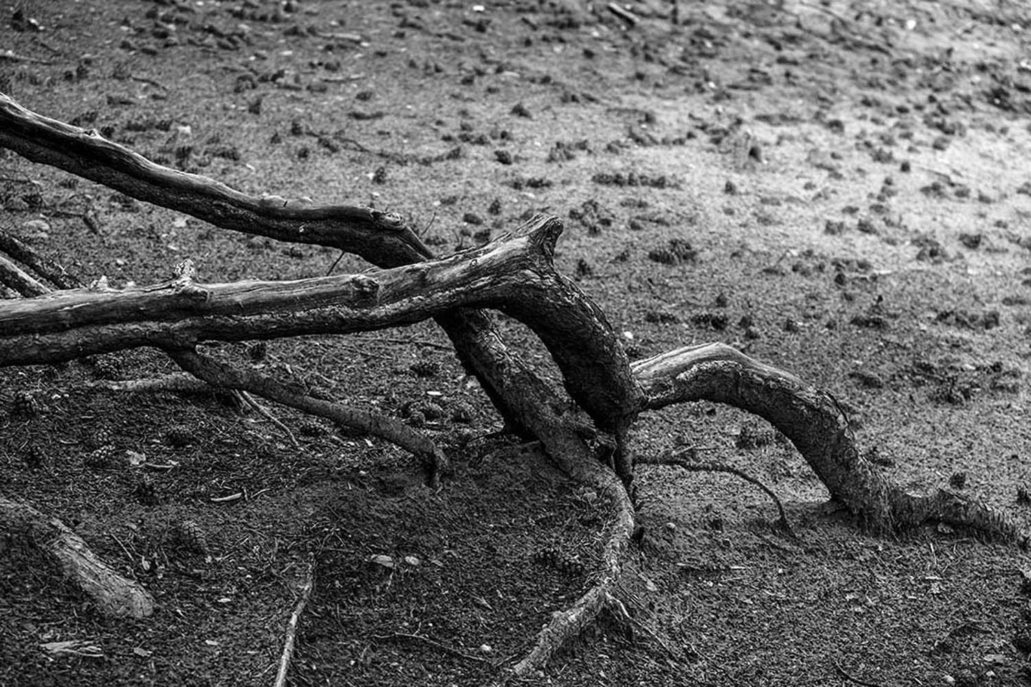 Wurzelwerk | © Rainer Friedrich Meyer