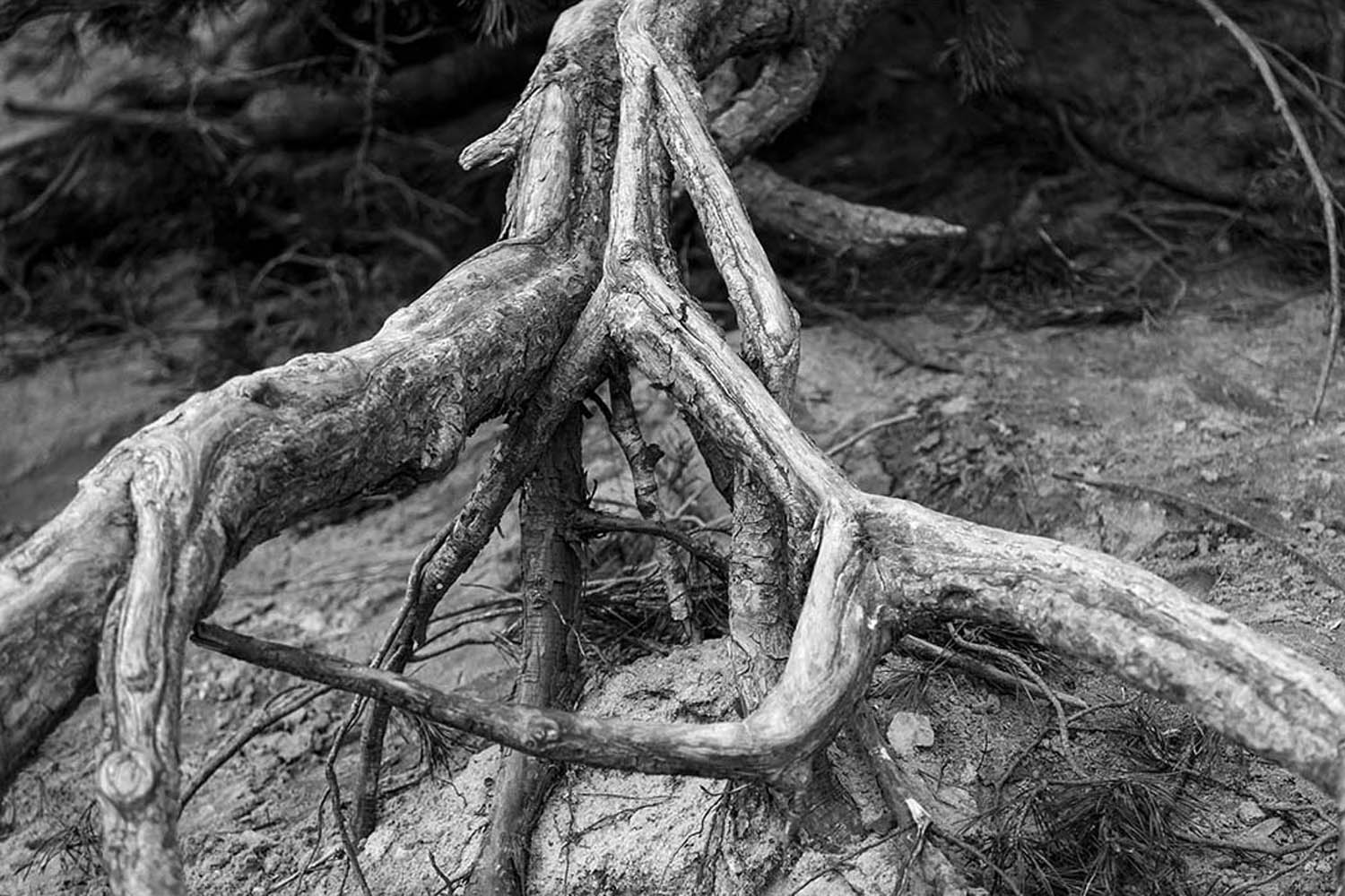 Wurzelwerk | © Rainer Friedrich Meyer