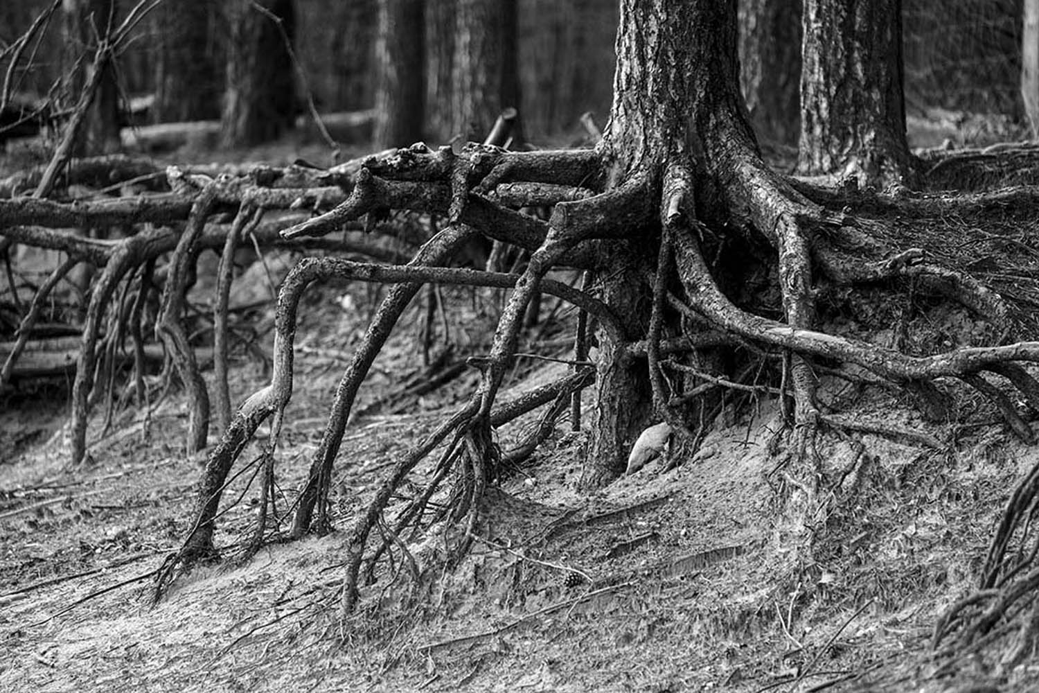 Wurzelwald | © Rainer Friedrich Meyer